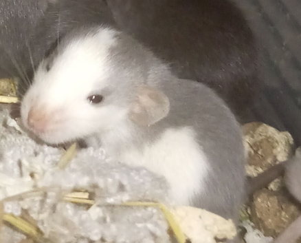 4 MICRO BABIES LEFT!! Last babies available go quick ridiculously tame and docile no more for 6 weeks