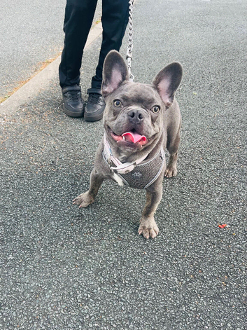 Gizmo