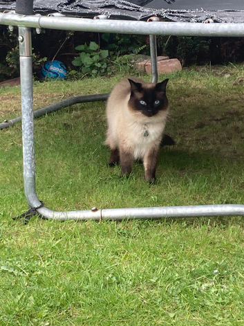 Oakley seal point ragdoll & Tinker