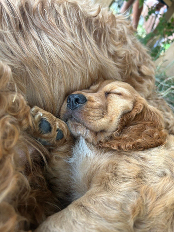 Beautiful red boy cockapoo