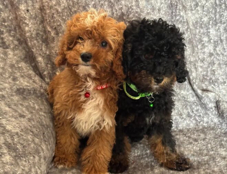 Toy Cavapoo health tested f1b ready to go