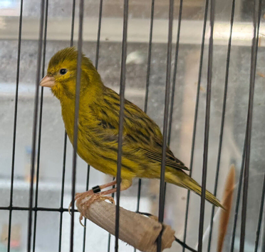 Male canaries