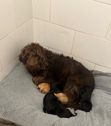 Labradoodle