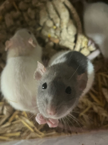 Dumbo fancy rats