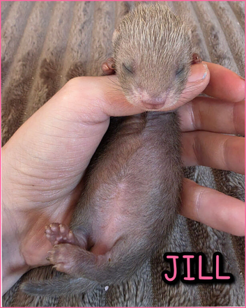 Jill kits