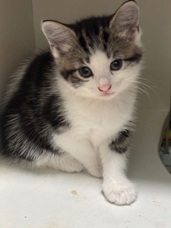 4 beautiful kittens are looking for there forever homes