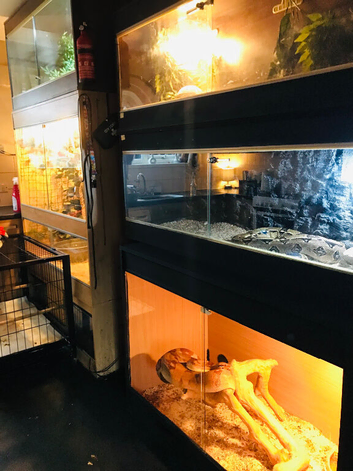 LARGE snake collection for sale