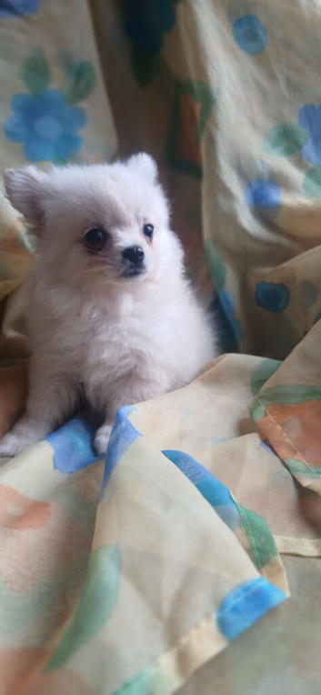 Pomchi puppy