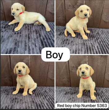 Goldador puppies 11 weeks old only 1 Boy in Leeds in Leeds
