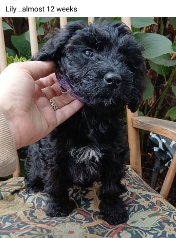 King Schnoodle