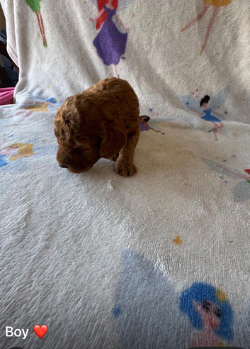Miniature Labradoodle