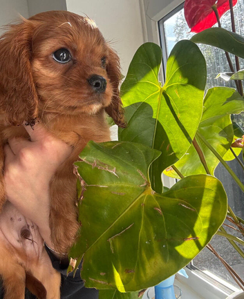 Black and Tan cavalier female