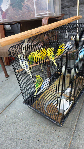 Healthy young budgies