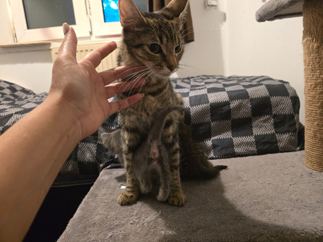 Beautiful Mixed Ragdoll & Tabby Kittens for Sale - Birmingham