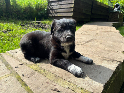 Lurcher x Collie