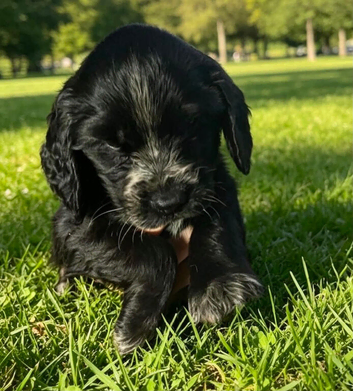 Stunning Cocker spaniel puppies