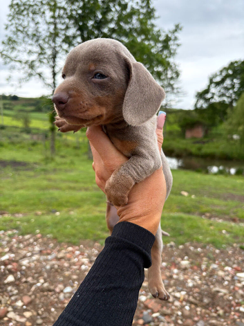 Beautiful Dachshund boys!