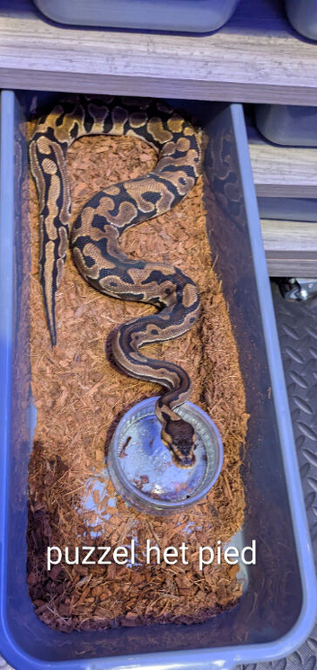 royal pythons for sale