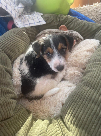 Rodders, little boy for stud