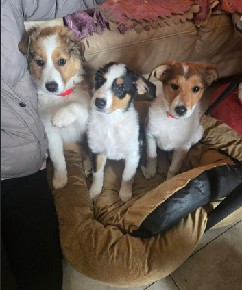 Rough Collie x Border Collie