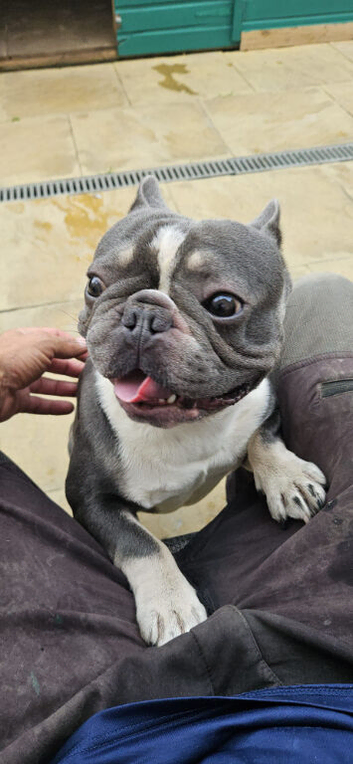 Male french bulldog