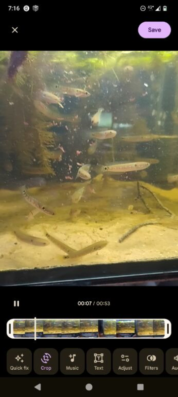 Snakeheads, Channa Asiatica wild