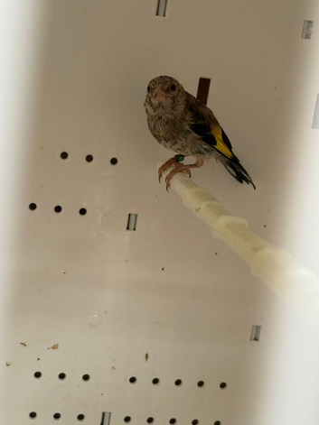 Young goldfinch