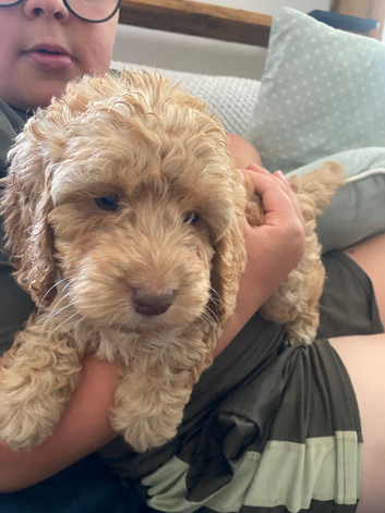 Cockapoo puppies for sale
