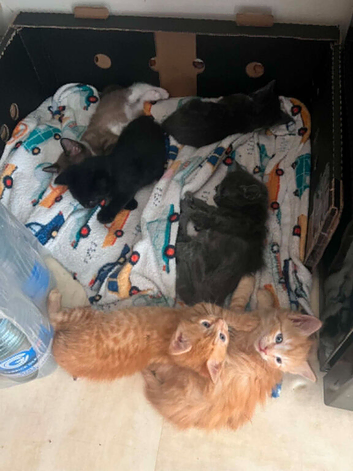 Kittens mixed breed