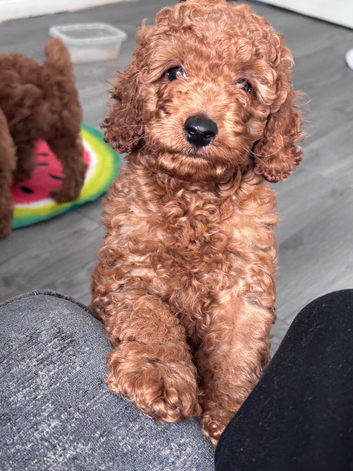 Cockapoo puppies