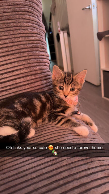 Gorgeous bengal tabby mix