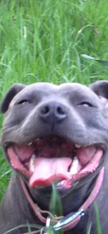 Blue Staffy kc with papers