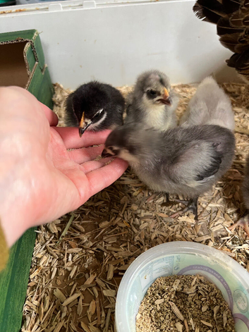 Bantam Orpington chicks