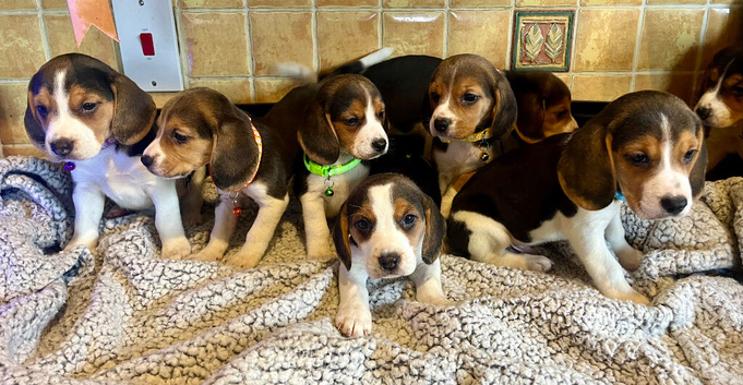 Full chunky beagles