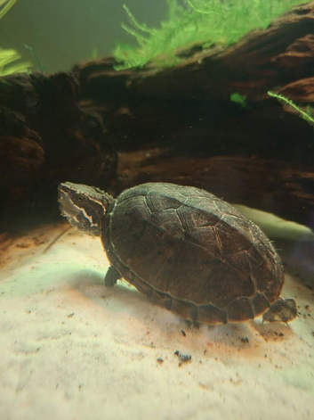 Year old musk turle no tank