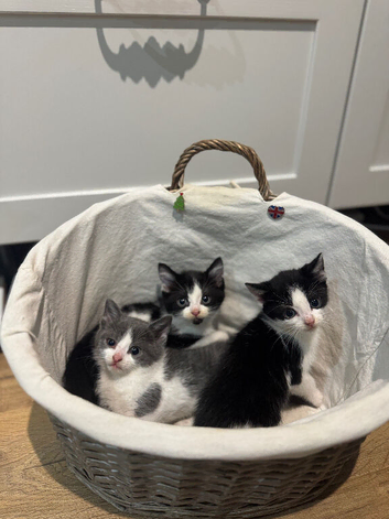 Cute little baby boy/girl looking for forever loving home