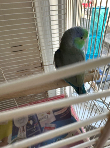 Hi for sale my parrotlet mix colour very healthy and active