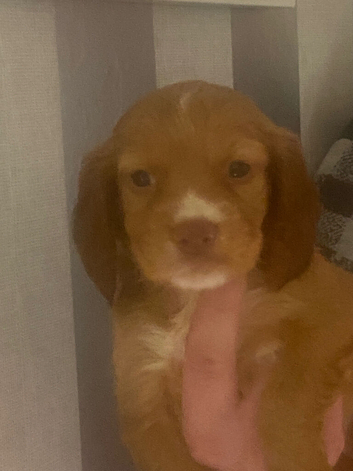 Stunning girl pup for sale