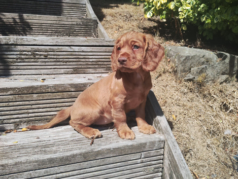 Cocker Spaniel Puppies