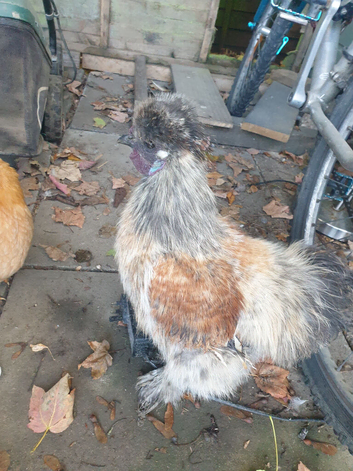 Silkie cockerels