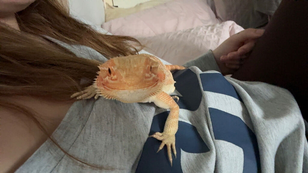 Bearded dragon