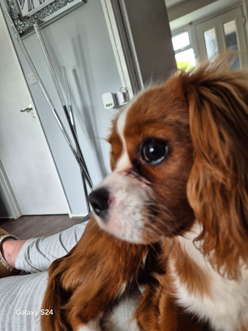 9 month old male king charles cavalier