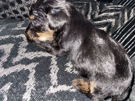 Jack russel cross Yorkshire terrier