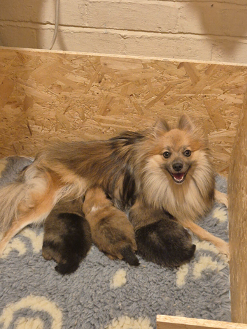 3 beautiful pom boys