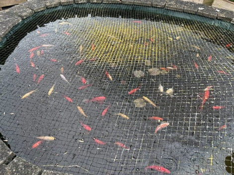 Goldfish for sale
