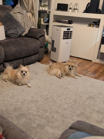 Teddy & Nyla &ndash; Beautiful Bonded Pair of Pomeranians &ndash; Must Stay Together