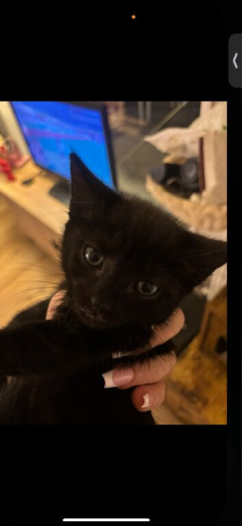 Last female kitten