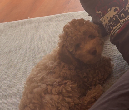 Cavapoo girl