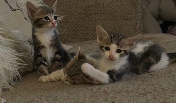 Mixed breed kittens