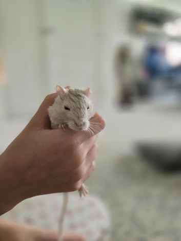 Two lovely girls looking for their new forever home.